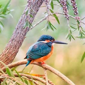 birds in pobitora