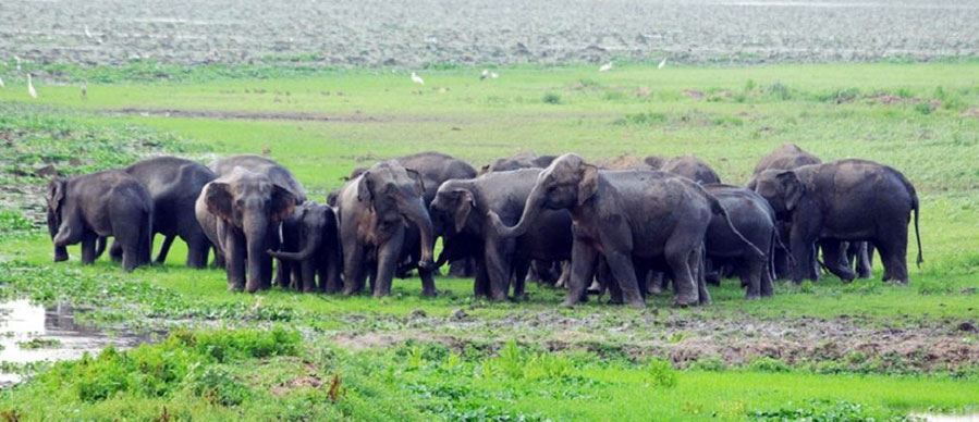 elephants in deeporbeel