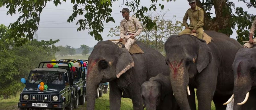 elephants safari