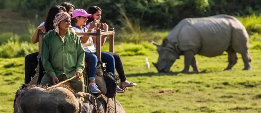 elephant safari planning