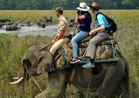 pobitara elephant safari