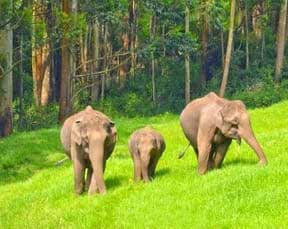 pobitora elephant safari