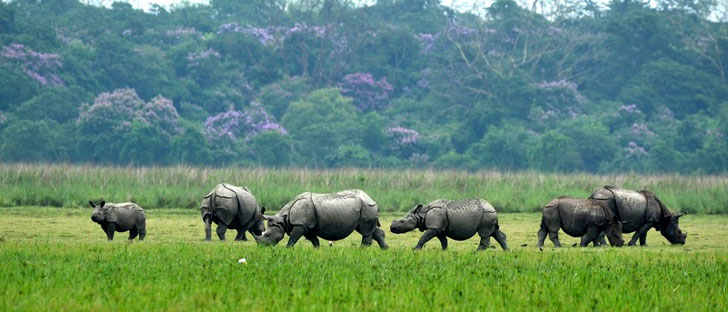 pobitora rahinos