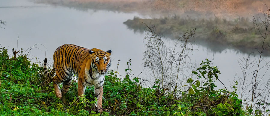 pobitora and kaziranga tour