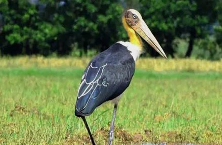 pobitora birds