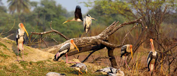 pobitora birding tour