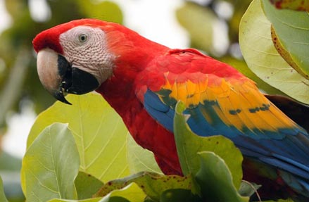 pobitora birding tour