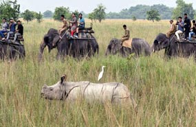 pobitora wildlife sanctuary elephant safari