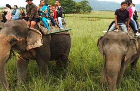 pobitora elephant safari