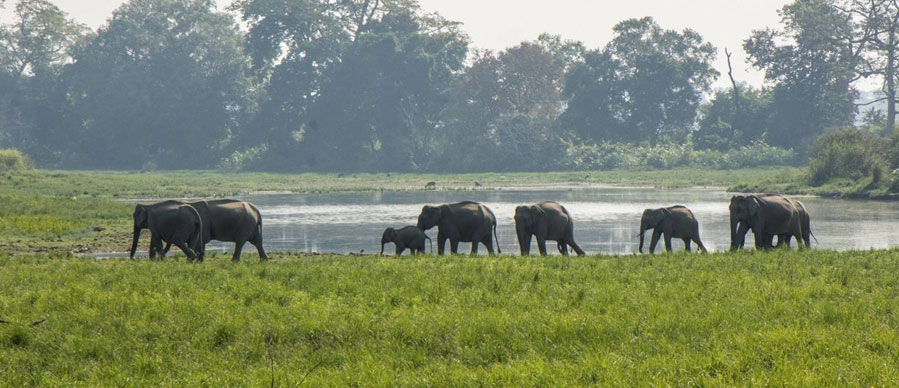 pobitora guwahati tour