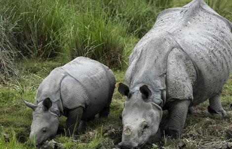 rhino safari pobitora