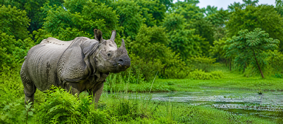 pobitra wildlife experienc