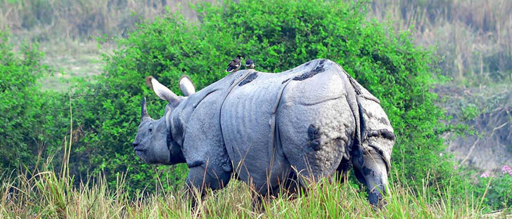 rhinoceros in pobitora