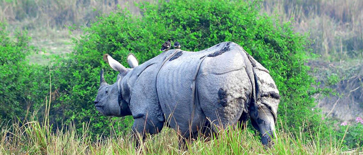 rhino in pobitora