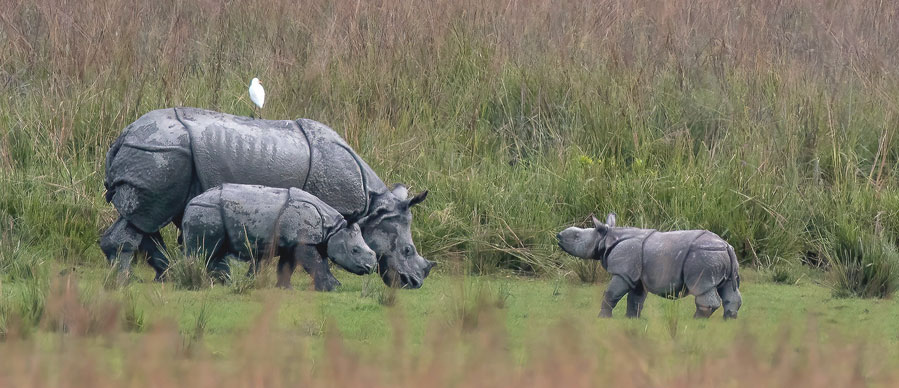 rhino tour pobitora