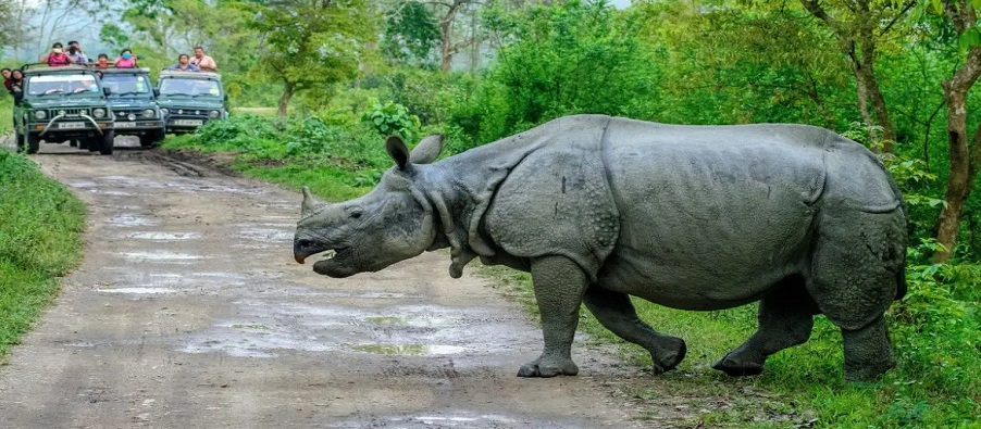 pobitra wildlife experienc