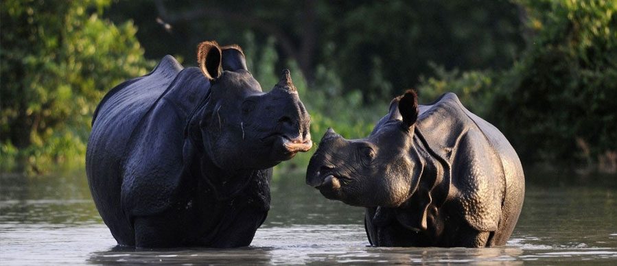 pobitora rhino sighting