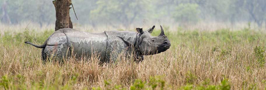 pobitora wildlife sanctuary elephant safari