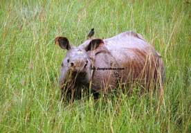 corbett fun tour